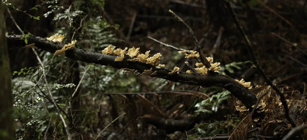 Forest fungi on the Liffey Falls trail, Tasmania. Photography by Emma Coombes at the Elm & the Raven