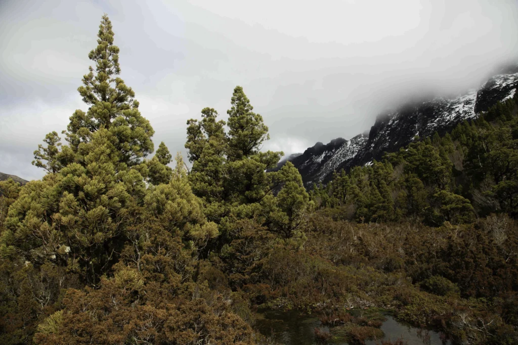 On the trail in Tasmania's Cradle Mountain National Park. Photography by Emma Coombes at the Elm & the Raven