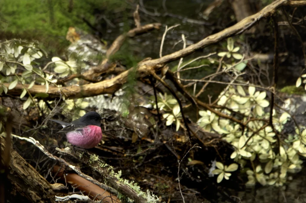 Pink Robin in the Enchanted Forest at Cradle Mountain in Tasmania's World Heritage area. Photography by Emma Coombes at the Elm & the Raven