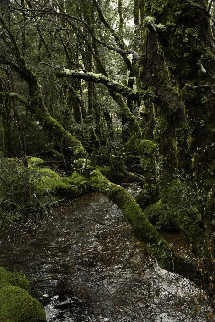 Enchanted Forest at Cradle Mountain in Tasmania's north west. Photography by Emma Coombes at the Elm & the Raven