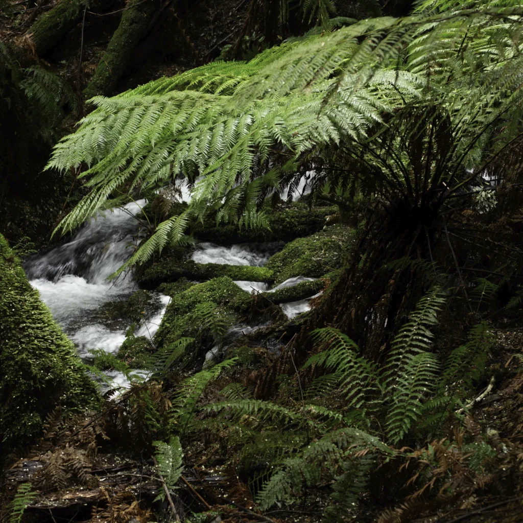 On the Liffey Falls trail, Tasmania. Photography by Emma Coombes at the Elm & the Raven