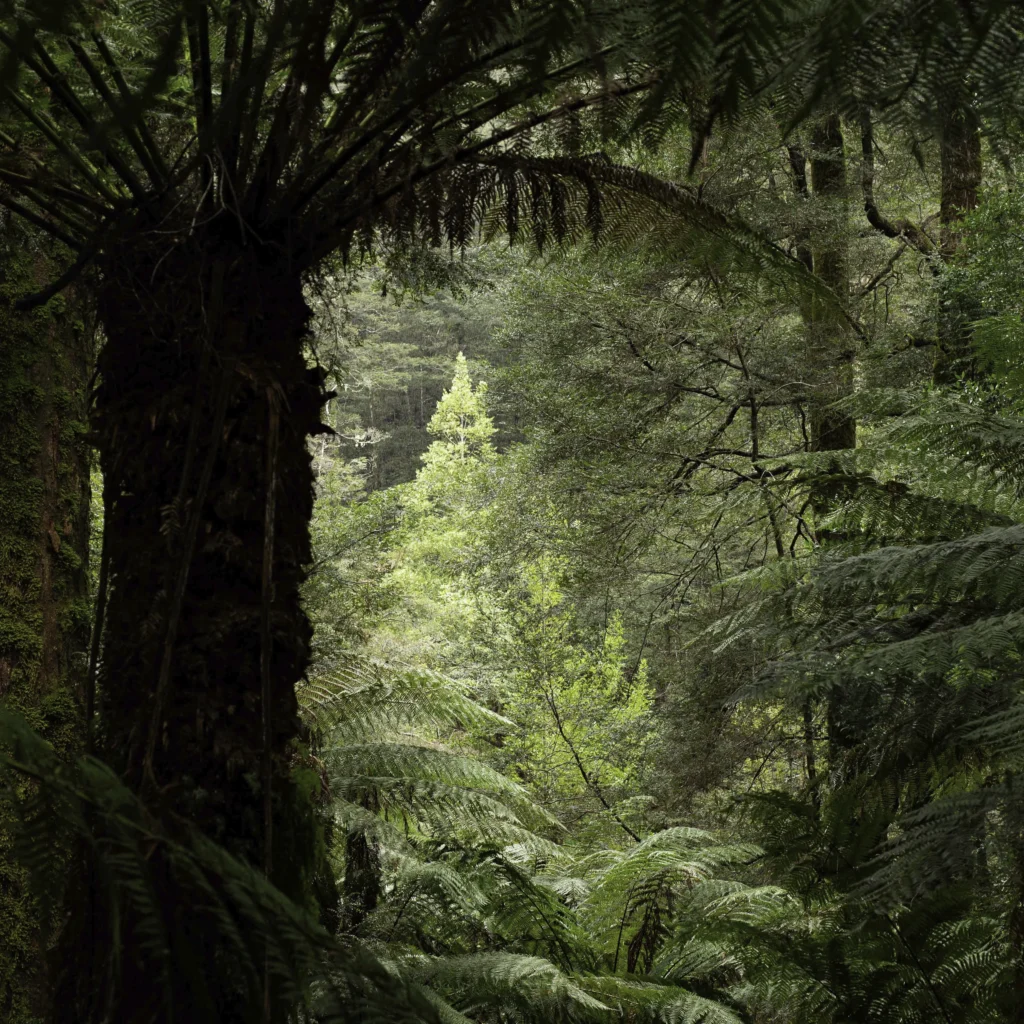 Celery Top Pine on the Liffey Falls trail, Tasmania. Photography by Emma Coombes at the Elm & the Raven