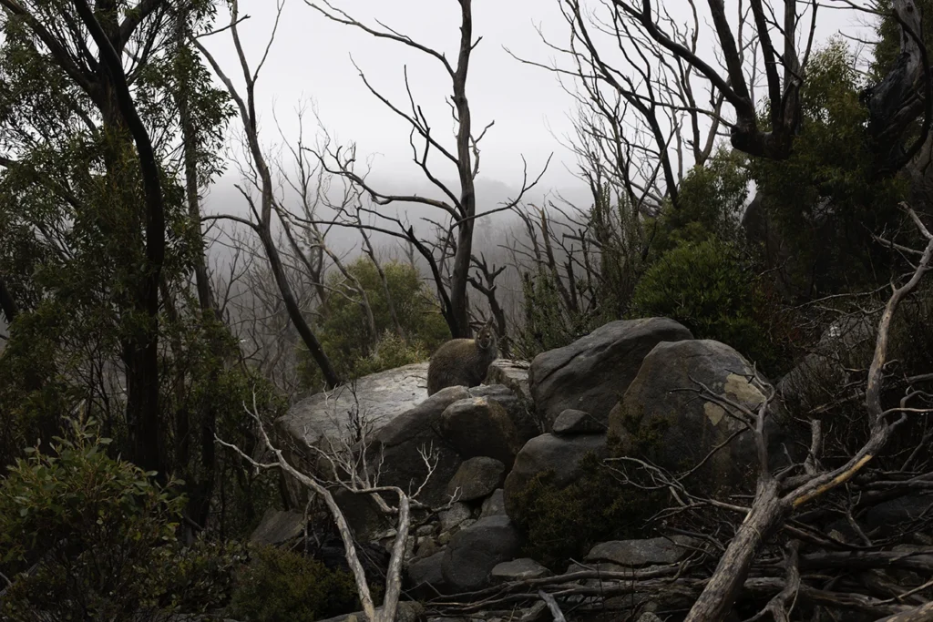 Bennett Wallaby at the Devils Gullet in Tasmania's North West. Photography by Emma Coombes at the Elm & the Raven