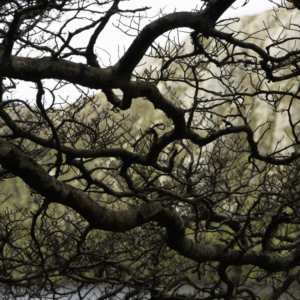 Old Tree in the Ballroom Forest around Dove Lake at Cradle Mountain in Tasmania's north west. Photography by Emma Coombes at the Elm & the Raven