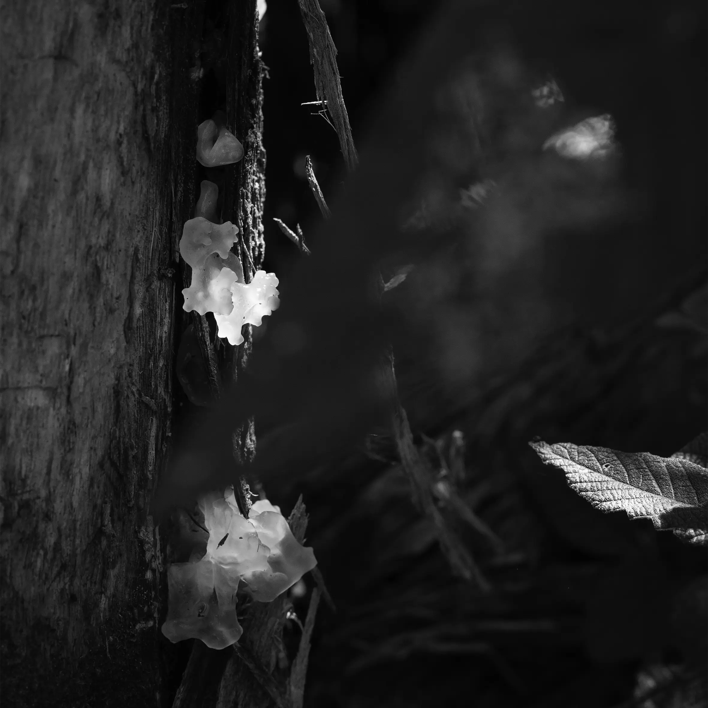 Black and white fungi photography by Emma Coombes at the Elm & the Raven