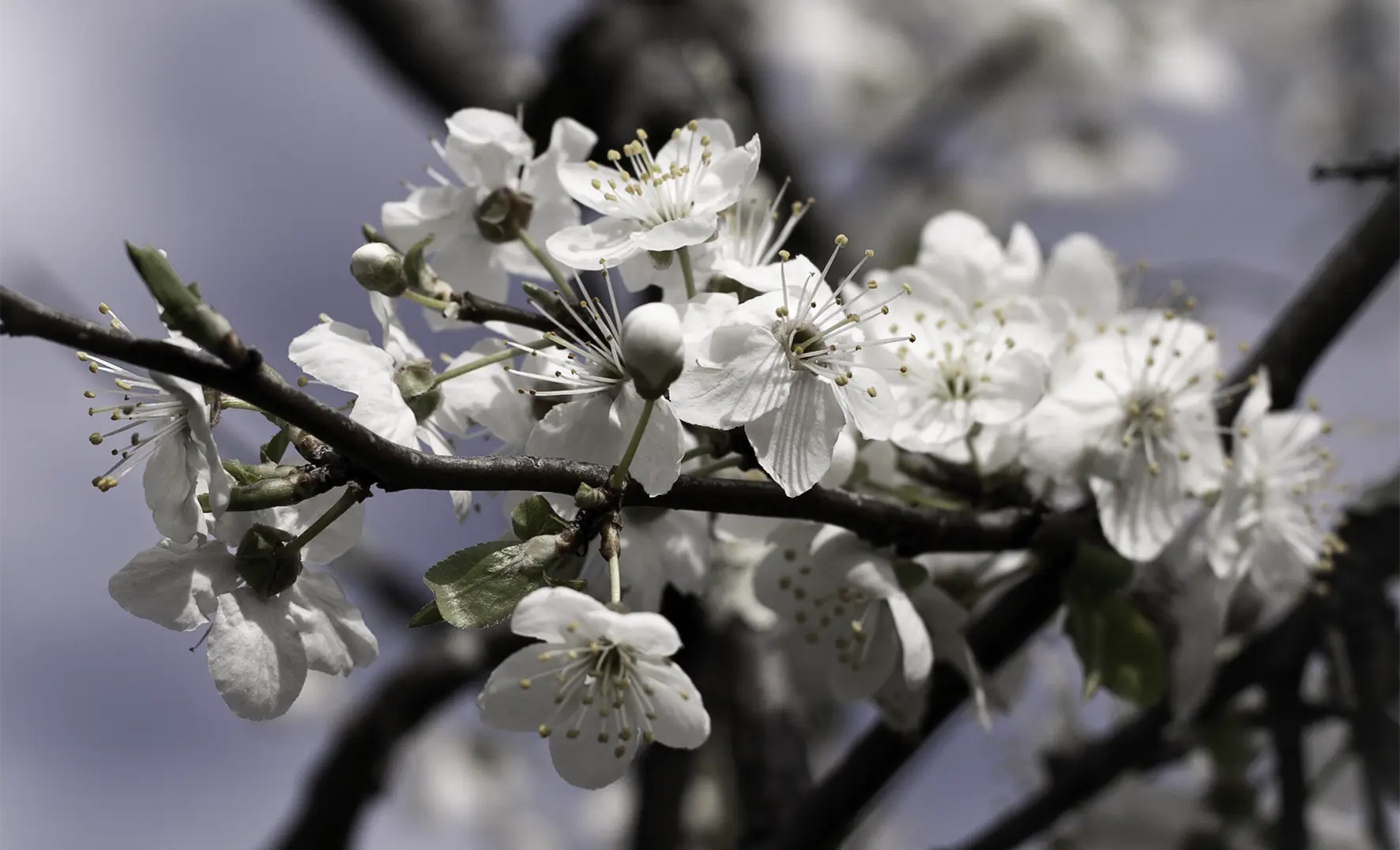 Blossoms in Spring announce the arrival of the Huon Valley Studio Trail