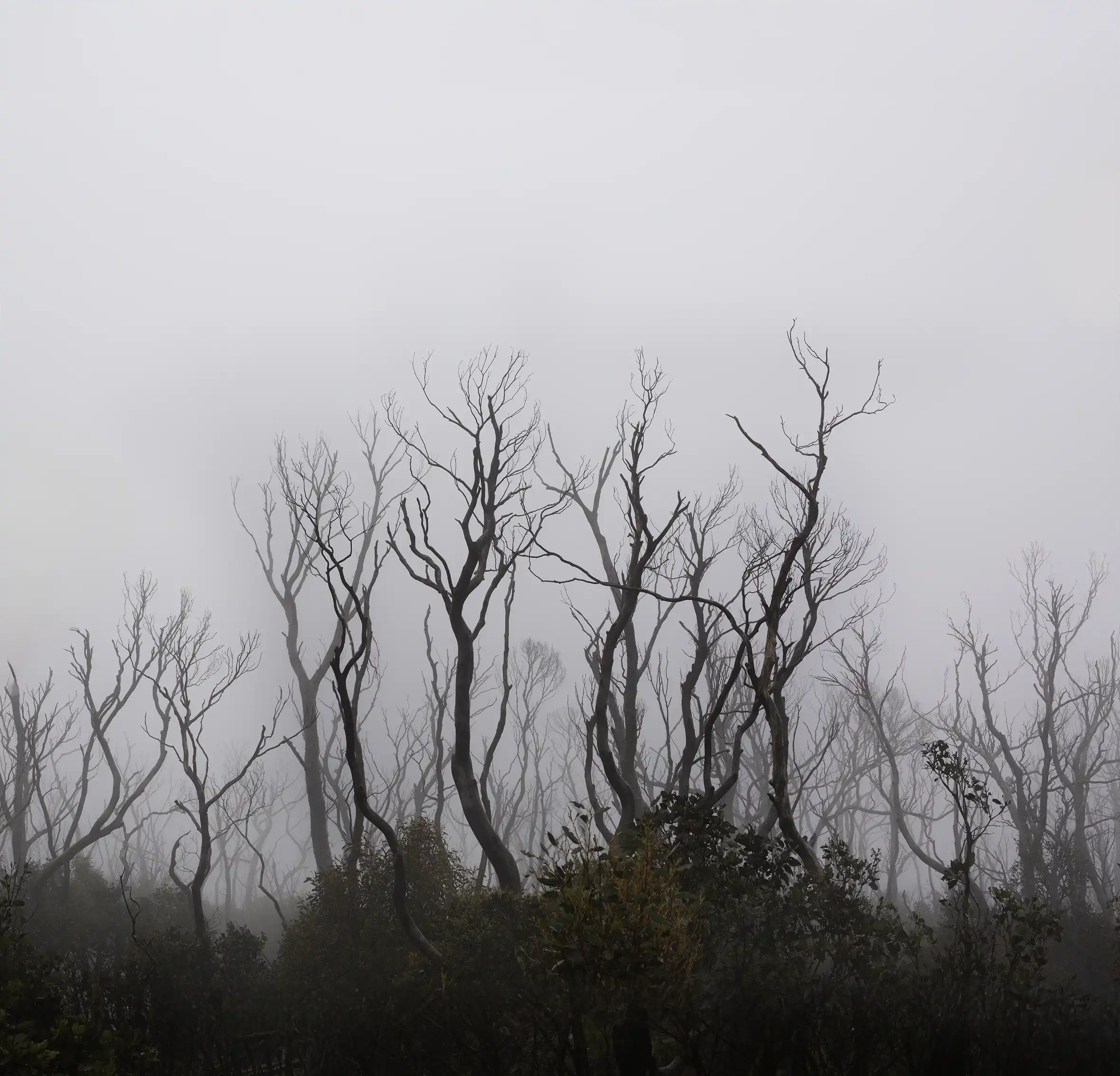 The Witches Circle - Tasmanian Mythic Nature Photography by Emma Coombes at the Elm and the Raven