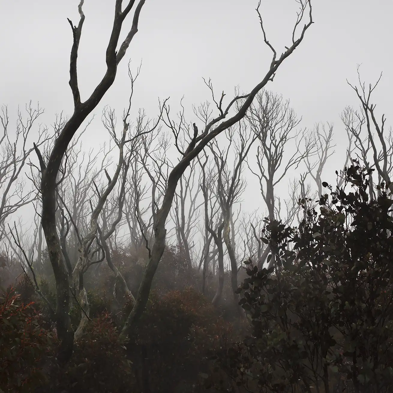 Into the fog... Into the Fire... Limited edition Tasmanian nature mythic photography from the Untamed Tasmanian Cradle Mountain collection from artist Emma Coombes at the Elm and the Raven.