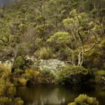 A Night at the Opera, Limited Edition by Emma Coombes at the Elm & the Raven -part of the Untamed Tasmania exhibition at Cradle Mountain Wilderness Gallery