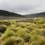 After the Rain, Limited Edition by Emma Coombes at the Elm & the Raven -part of the Untamed Tasmania exhibition at Cradle Mountain Wilderness Gallery