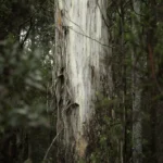 Heartwood Limited Edition by Emma Coombes at the Elm & the Raven -part of the Untamed Tasmania exhibition at Cradle Mountain