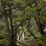 Pencil Pines Limited Edition by Emma Coombes at the Elm & the Raven -part of the Untamed Tasmania exhibition at Cradle Mountain