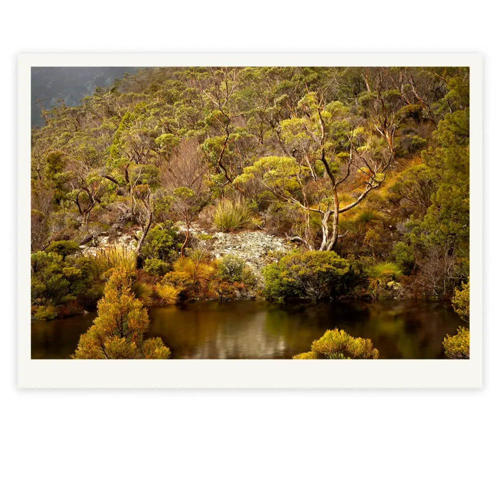 A Night at the Opera, Limited Edition by Emma Coombes at the Elm & the Raven -part of the Untamed Tasmania exhibition at Cradle Mountain Wilderness Gallery