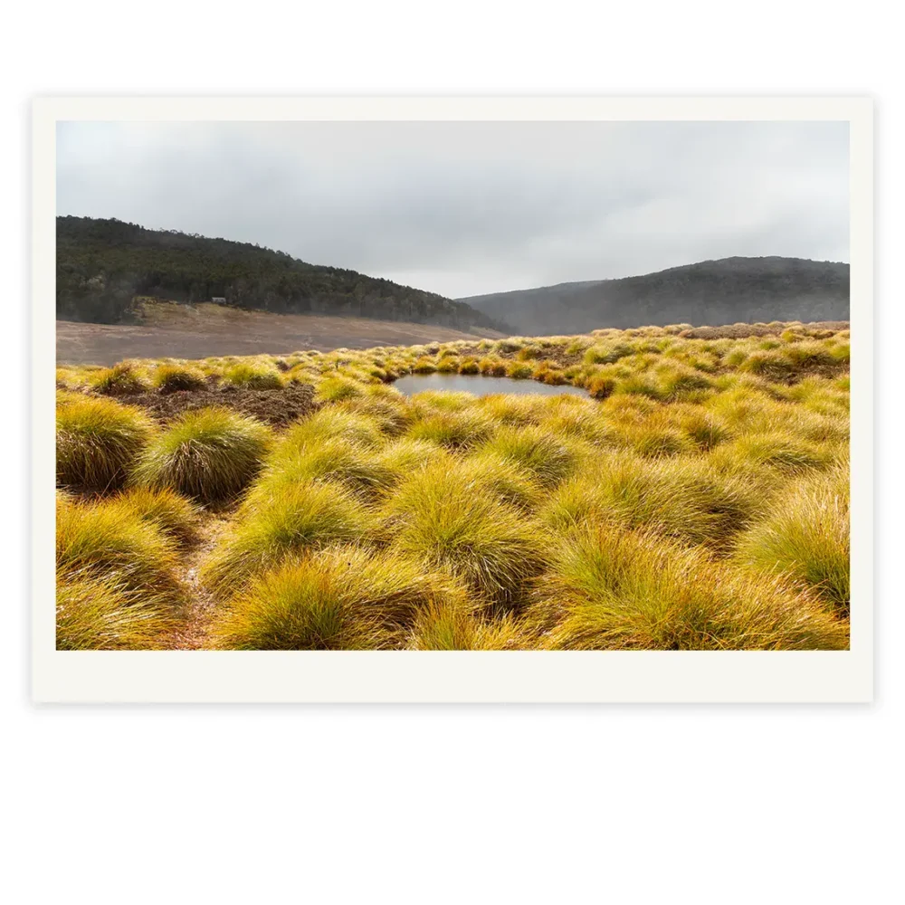 After the Rain, Limited Edition by Emma Coombes at the Elm & the Raven -part of the Untamed Tasmania exhibition at Cradle Mountain Wilderness Gallery