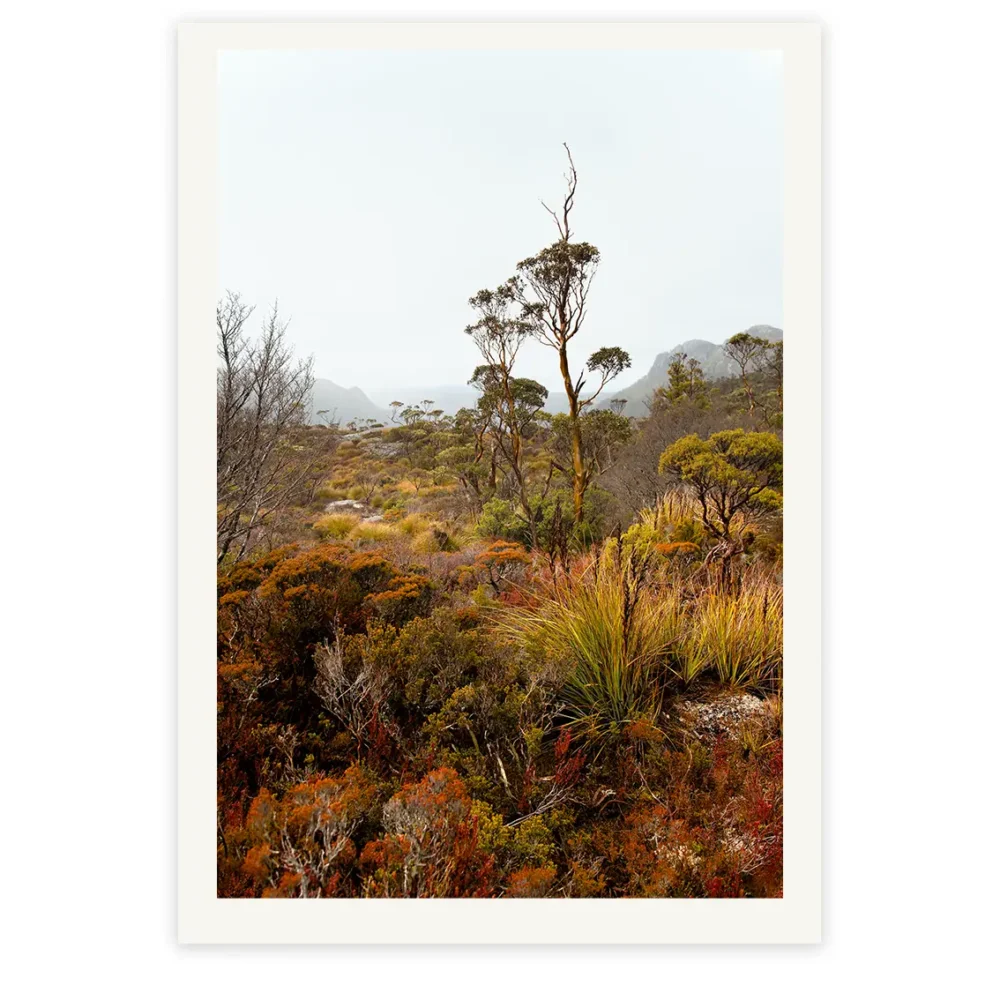 Alpine Heat, Limited Edition by Emma Coombes at the Elm & the Raven -part of the Untamed Tasmania exhibition at Cradle Mountain Wilderness Gallery