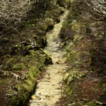 The Artists' Way, Limited Edition by Emma Coombes at the Elm & the Raven -part of the Untamed Tasmania exhibition at Cradle Mountain Wilderness Gallery