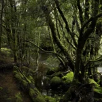 Figurehead, Limited Edition by Emma Coombes at the Elm & the Raven -part of the Untamed Tasmania exhibition at Cradle Mountain Wilderness Gallery