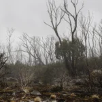 'From Ash, Life', Limited Edition by Emma Coombes at the Elm & the Raven -part of the Untamed Tasmania exhibition at Cradle Mountain Wilderness Gallery