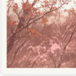 Fagus Sunset, Limited Edition by Emma Coombes at the Elm & the Raven -part of the Untamed Tasmania exhibition at Cradle Mountain Wilderness Gallery