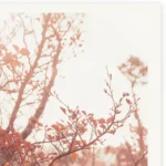 Fagus Sunset, Limited Edition by Emma Coombes at the Elm & the Raven -part of the Untamed Tasmania exhibition at Cradle Mountain Wilderness Gallery