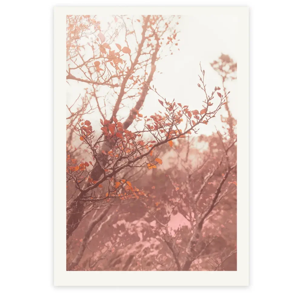 Fagus Sunset, Limited Edition by Emma Coombes at the Elm & the Raven -part of the Untamed Tasmania exhibition at Cradle Mountain Wilderness Gallery