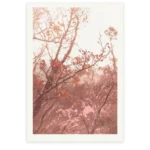 Fagus Sunset, Limited Edition by Emma Coombes at the Elm & the Raven -part of the Untamed Tasmania exhibition at Cradle Mountain Wilderness Gallery