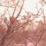 Fagus Sunset, Limited Edition by Emma Coombes at the Elm & the Raven -part of the Untamed Tasmania exhibition at Cradle Mountain Wilderness Gallery