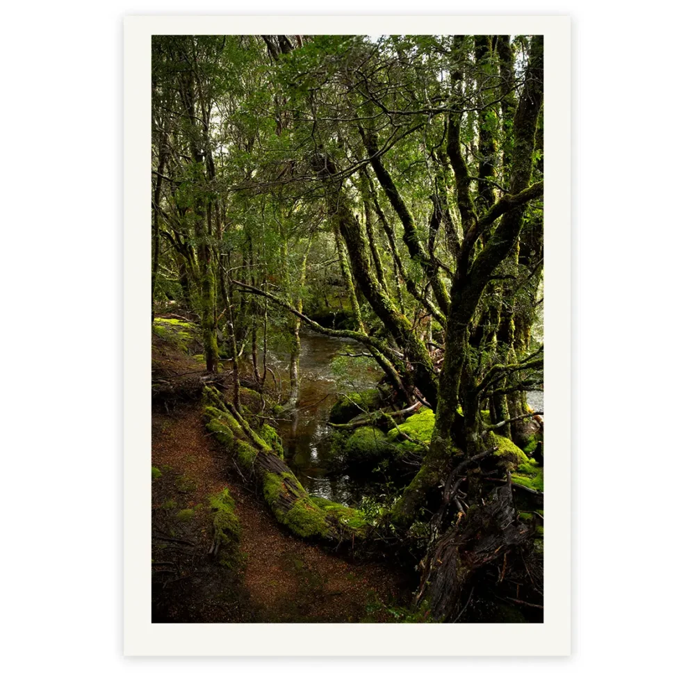 Figurehead, Limited Edition by Emma Coombes at the Elm & the Raven -part of the Untamed Tasmania exhibition at Cradle Mountain Wilderness Gallery