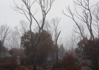 Fogs' Watch, Limited Edition by Emma Coombes at the Elm & the Raven -part of the Untamed Tasmania exhibition at Cradle Mountain Wilderness Gallery