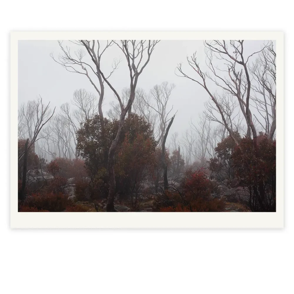 Fogs' Watch, Limited Edition by Emma Coombes at the Elm & the Raven -part of the Untamed Tasmania exhibition at Cradle Mountain Wilderness Gallery