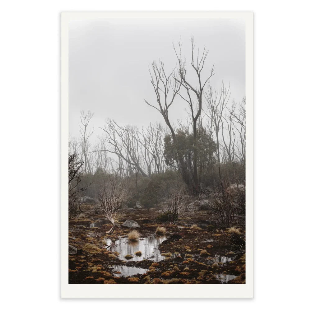 'From Ash, Life', Limited Edition by Emma Coombes at the Elm & the Raven -part of the Untamed Tasmania exhibition at Cradle Mountain Wilderness Gallery