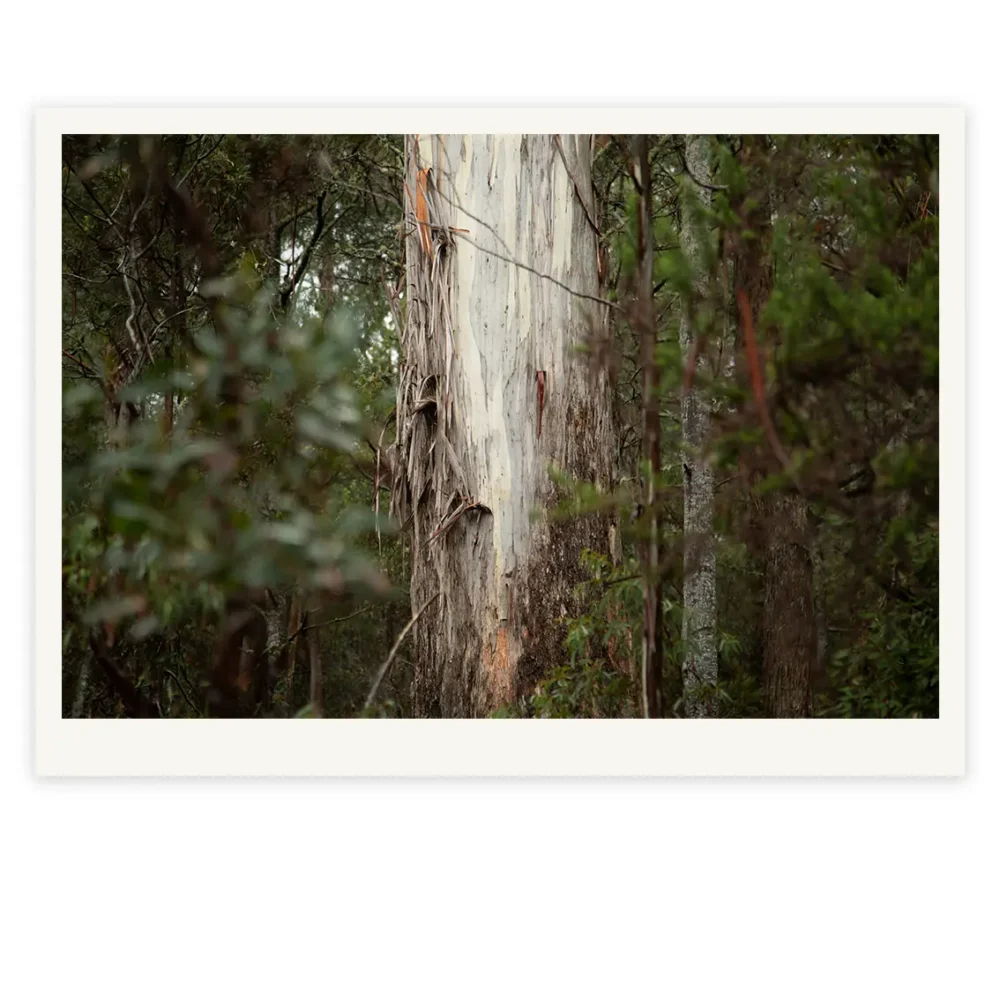 Heartwood Limited Edition by Emma Coombes at the Elm & the Raven -part of the Untamed Tasmania exhibition at Cradle Mountain