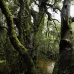 Huddle Limited Edition by Emma Coombes at the Elm & the Raven -part of the Untamed Tasmania exhibition at Cradle Mountain