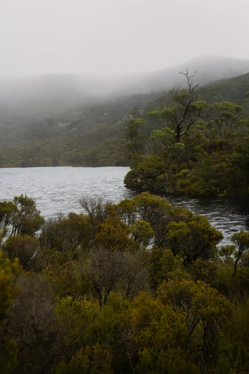 'Lila' Limited Edition by Emma Coombes at the Elm & the Raven -part of the Untamed Tasmania exhibition at Cradle Mountain