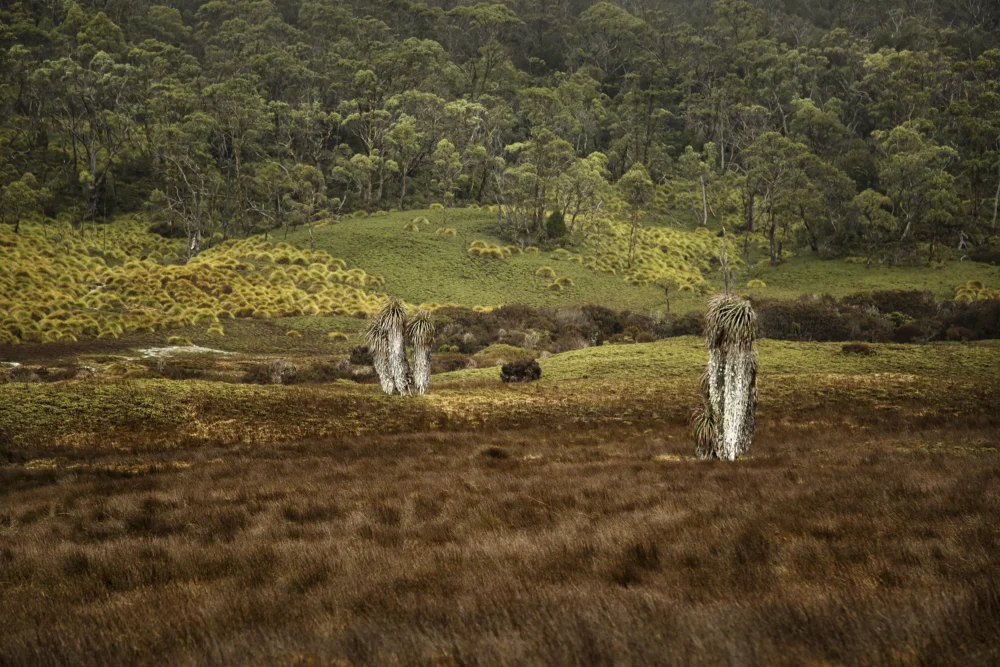 '10 Paces' Limited Edition by Emma Coombes at the Elm & the Raven -part of the Untamed Tasmania exhibition at Cradle Mountain