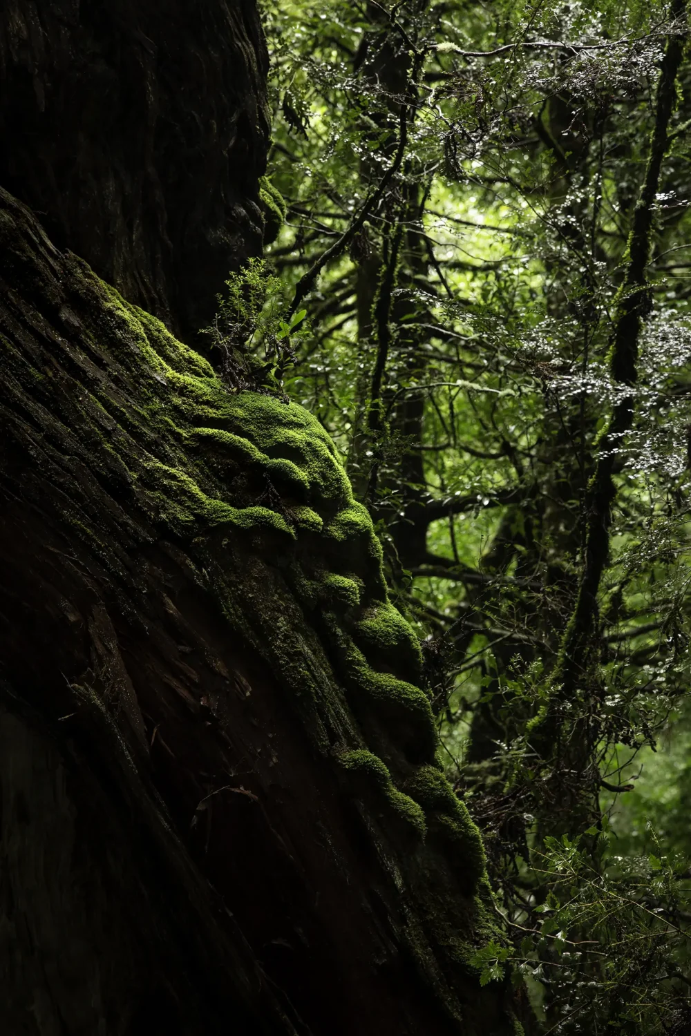 'Islet' Limited Edition by Emma Coombes at the Elm & the Raven -part of the Untamed Tasmania exhibition at Cradle Mountain