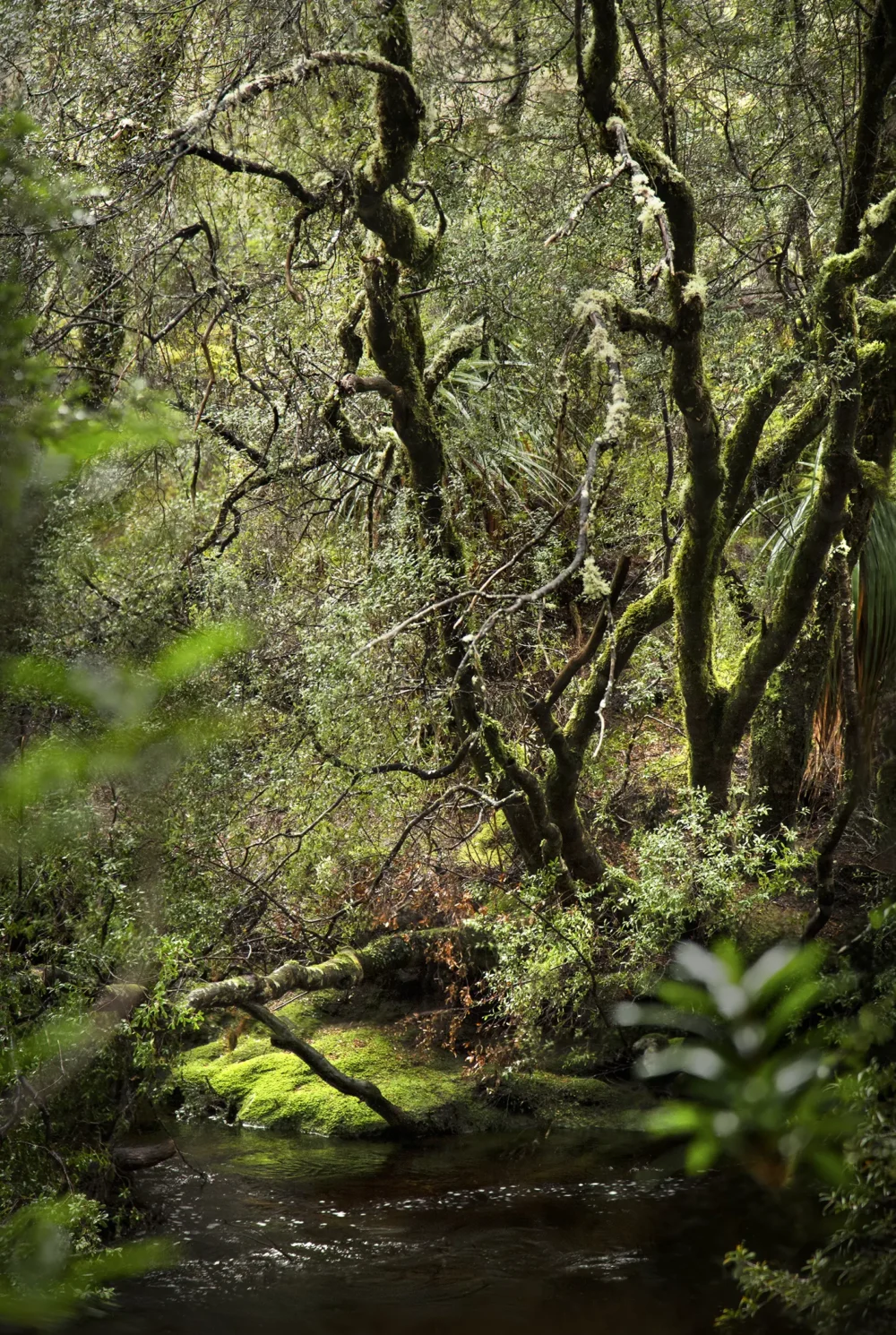 'Oasis' Limited Edition by Emma Coombes at the Elm & the Raven -part of the Untamed Tasmania exhibition at Cradle Mountain