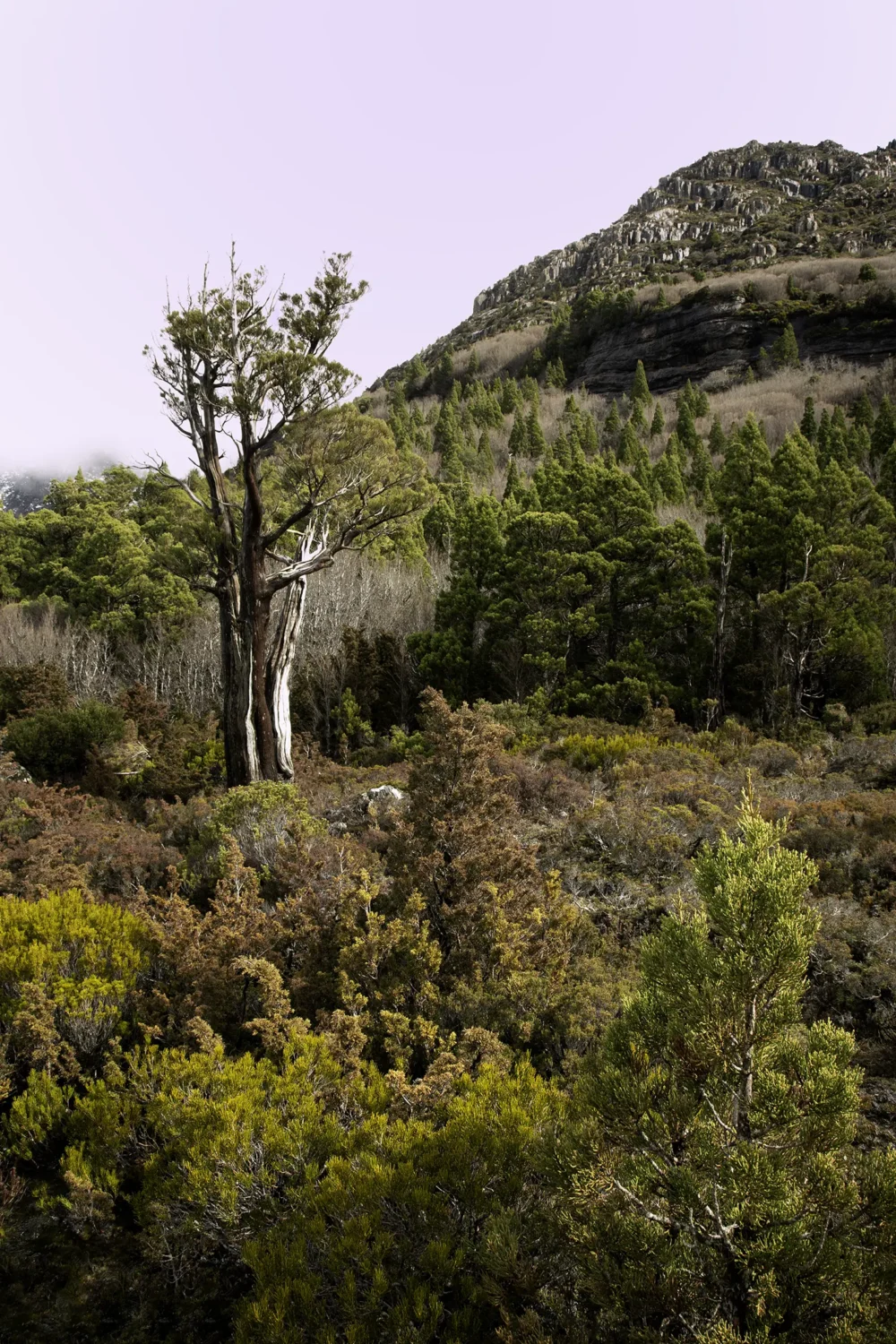 'Waltz' Limited Edition by Emma Coombes at the Elm & the Raven -part of the Untamed Tasmania exhibition at Cradle Mountain