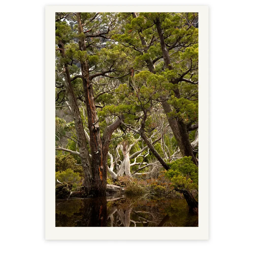 Pencil Pines Limited Edition by Emma Coombes at the Elm & the Raven -part of the Untamed Tasmania exhibition at Cradle Mountain