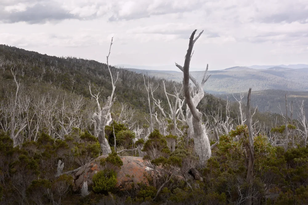 'Salutation' Limited Edition by Emma Coombes at the Elm & the Raven -part of the Untamed Tasmania exhibition at Cradle Mountain