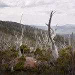 'Salutation' Limited Edition by Emma Coombes at the Elm & the Raven -part of the Untamed Tasmania exhibition at Cradle Mountain