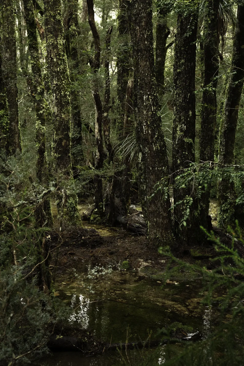 'Stag Horn' Limited Edition by Emma Coombes at the Elm & the Raven -part of the Untamed Tasmania exhibition at Cradle Mountain