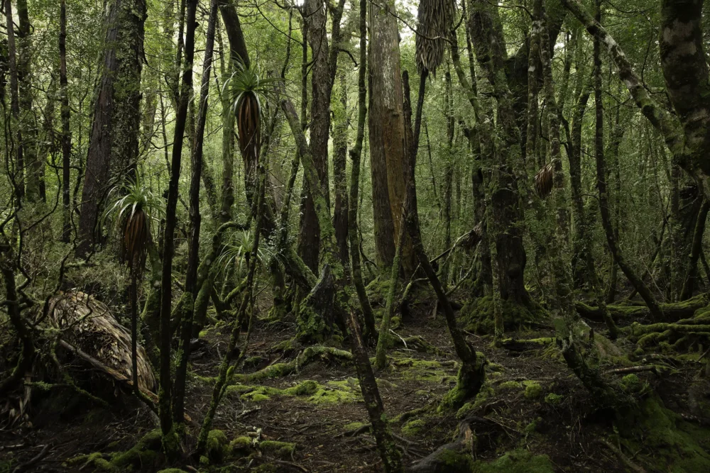 'Tribe' Limited Edition by Emma Coombes at the Elm & the Raven -part of the Untamed Tasmania exhibition at Cradle Mountain