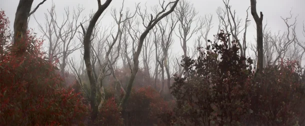 Contact Emma at the Elm & the Raven. Image Into the fog... Into the fire...