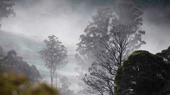 The naming of the Elm and the Raven - View from the artist studio in the Huon Valley Tasmania
