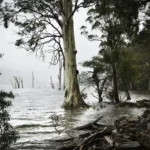 Goodbye to the Ghost Ships limited edition fine art photography print of a stand of Eucalyptus trees in the flooded Mersey River landscape by Tasmanian Artist Emma Coombes at the Elm and the Raven