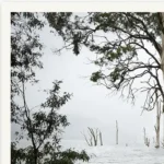 Goodbye to the Ghost Ships limited edition fine art photography print of a stand of Eucalyptus trees in the flooded Mersey River landscape by Tasmanian Artist Emma Coombes at the Elm and the Raven