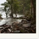 Goodbye to the Ghost Ships limited edition fine art photography print of a stand of Eucalyptus trees in the flooded Mersey River landscape by Tasmanian Artist Emma Coombes at the Elm and the Raven