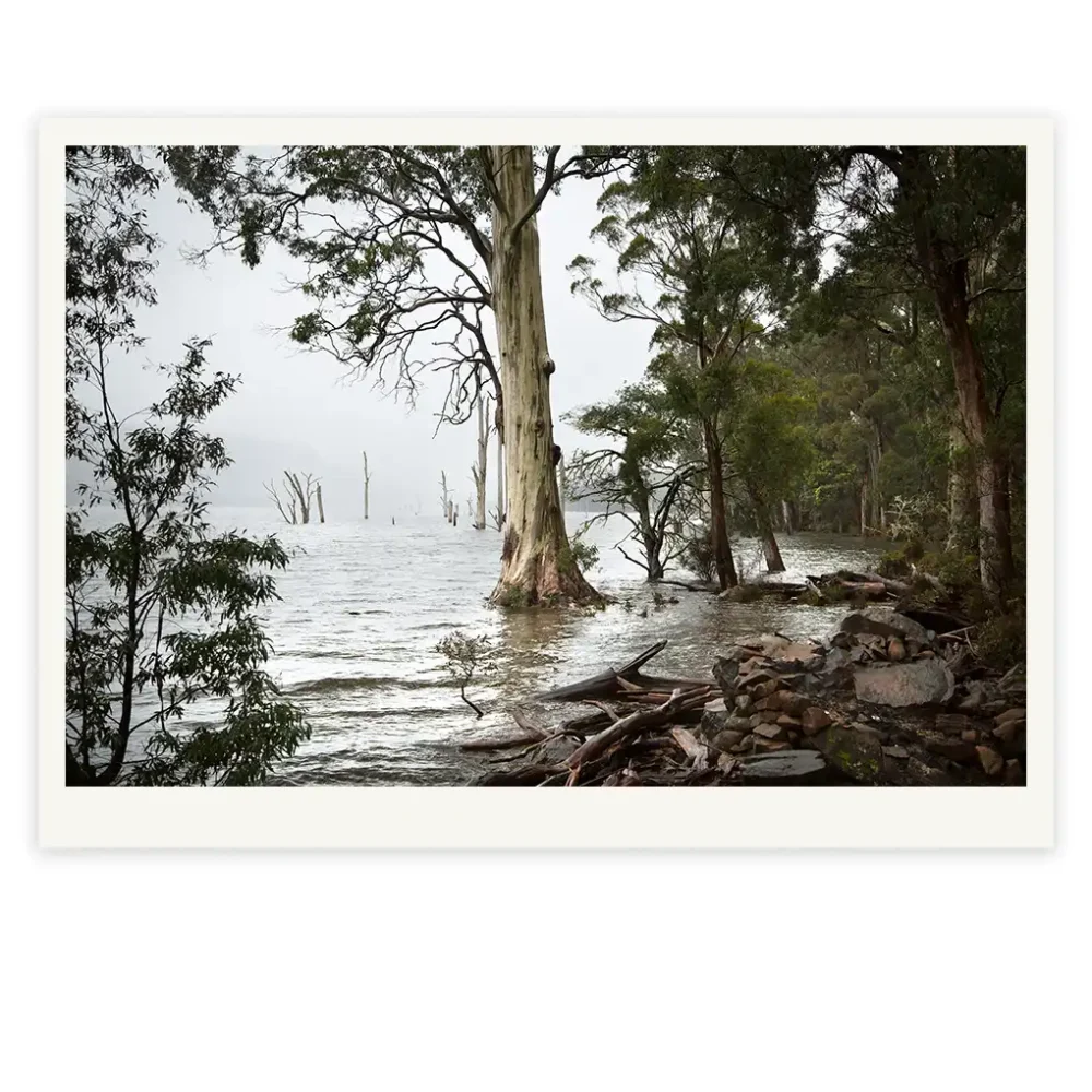 Goodbye to the Ghost Ships limited edition fine art photography print of a stand of Eucalyptus trees in the flooded Mersey River landscape by Tasmanian Artist Emma Coombes at the Elm and the Raven