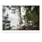 Goodbye to the Ghost Ships limited edition fine art photography print of a stand of Eucalyptus trees in the flooded Mersey River landscape by Tasmanian Artist Emma Coombes at the Elm and the Raven